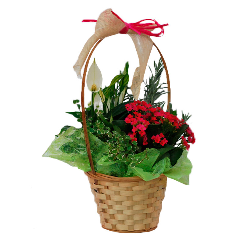 Cesta de plantas Cesta de plantas